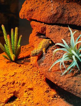Leopardgecko, Geckos, Terrarium, Leopardgeckos - Willanzheim