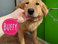 Buffy braucht Liebe - Flörsheim-Dalsheim