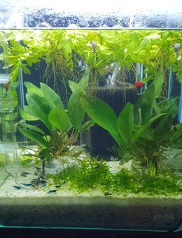 Nano Cube von Dennerle - Bovenden