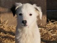 Kaarlo sucht seine Menschen - Kallmünz