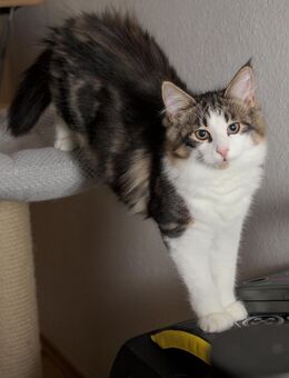 Norwegische Waldkatze mit Stammbaum - Chemnitz