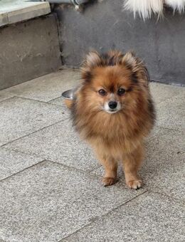 💛 Lizzie zarte Zwergspitz-Seele - Kassel