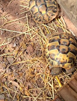 Griechische Landschildkröten THB NZ 22 - Spiesen-Elversberg
