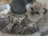 BKH-Mix Kitten - Lebach
