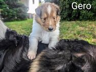 Collie Welpen Amerikanische- Altdeutsche - Linie - Reinhardshagen
