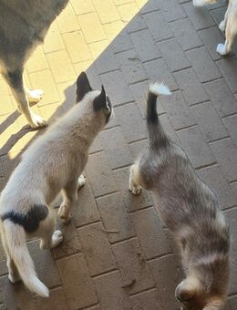 Husky Welpen - Lübz