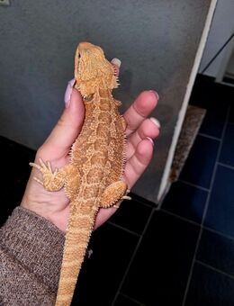 Farb-Bartagamen Jungtiere (pogona vitticeps) NZ 06 2025 nur noch 3 Stück - Offstein