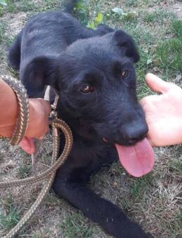 Ebony 💗 verträglich, lieb, offen! - Hamburg