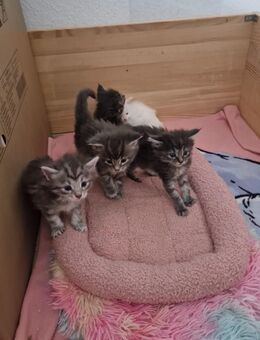 7 gesunde hübsche Reinrassige Maine Coon Kitten suchen ab Mitte November ein liebevolles zuhause ohne Papiere - Nordheim