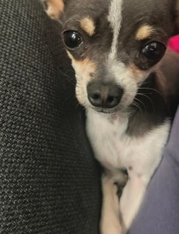 Ein charmanter, grauweißer Chihuahua-Rüde 10 Monate - Dachau