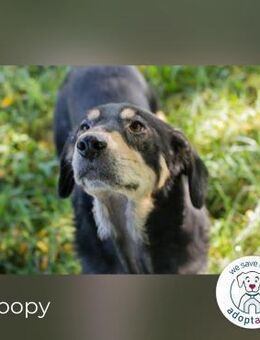 Snoopy fröhlicher Rüde - Kirchzell