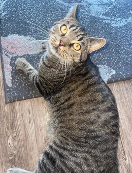 Dringend! Britisch-Kurzhaar-Kater „Lui“ sucht neues Zuhause 🐾 - Hanau (Brüder-Grimm-Stadt) Großauheim