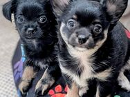 Mogli und Tinkerbell suchen noch Ihren Lieblingsmensch Wurf vom 21.05.2025 - Bechhofen (Bayern)