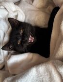 Süßer schwarzer Kater sucht ein liebevolles Zuhause🌸 in 85053