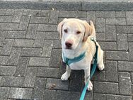 Labrador Hündin 6 Monate sucht dringend neues Zuhause - Lüdinghausen