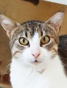 Liane, geb. ca. 08/2024, GRIECHENLAND - Euskirchen