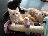 Zwei zuckersüße Maine Coon Kitten - Helsa