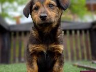 Loty Hundejunge möchte ausreisen - Spenge