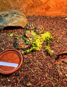 Griechische Landschildkröten 2024 - Berlin