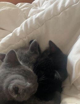2 Hauskatzen ( Kitten ) zu verkaufen - Kiel