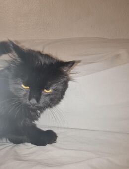 Schwarzer katze hades - Düsseldorf