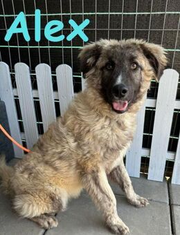 Alex keine graue Maus - Rinteln