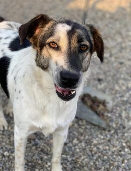 Masha sucht ihre Herzensmenschen - Celle