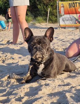 Französische Bulldogge - Halberstadt