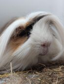 Meerschweinchen Peruaner Kastrat 1 in 26203