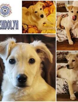 GWENDOLYN * entzückend aber Oho! - Duisburg