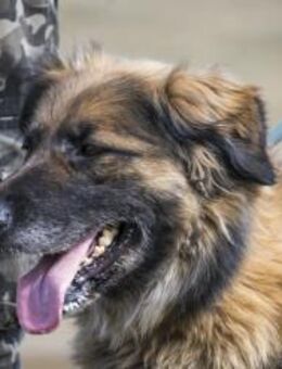 Jessy SI Wunderbare Hündin - Neustadt (Rübenberge)