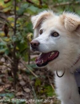 Puiu ist ein toller, super lieber Rüde - Egelsbach