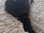 Perserkatze - Bremen