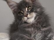 Maine Coon Kitten abzugeben (reinrassig) - Hof