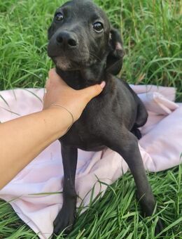 Scorpius 🩵 ist ein kleines Hundekind - Herxheim (Landau)