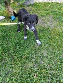 KANIKA - so langsam an alles gewöhnen - Overath