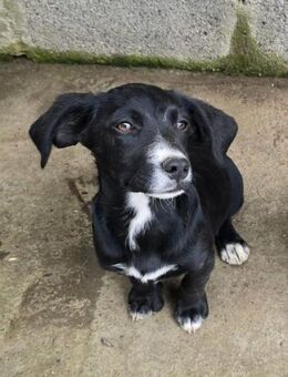 Kleine💕Sookie💕sucht eine liebe Familie - Freilassing