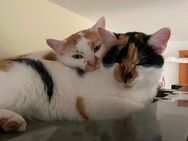 Katze und Kater suchen neues Zuhause - Plauen Zentrum