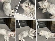 BKH Kitten Kater Britisch Kurzhaar Katzenbabys - Essen