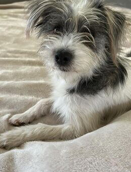 Molly; süße, neugierige Wuscheline - Geilenkirchen