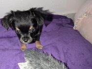 Welpen Chihuahua zu verkaufen - Pforzheim