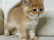 Sanfte Kitten-Dame Seltene Farbe NY12 – 2 Monate – liebevoll aufgezogen – Göppingen - Göppingen