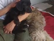 ❤️🐾Sanfter Welpe Aramis🐾❤️ - Eislingen (Fils)