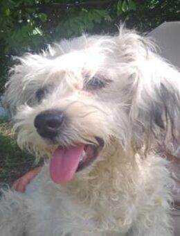 NILEA - Wuschelhund sucht Zuhause - München