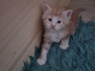 5 gesunde Reinrassige Maine Coon Kitten ab September ab zu geben - Nordheim