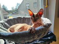 Sphynx Kater - Eisleben (Lutherstadt)