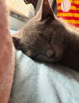 Bkh kitten abzugeben - Hagen