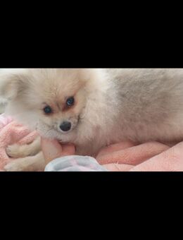 Teddy Pomerania welpe - Kiel