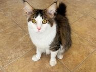 Maine Coon - Allendorf (Eder)