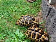 Griechische Landschildkröten 2x Weibchen 3x Männchen Testudo hermanni - Plößberg